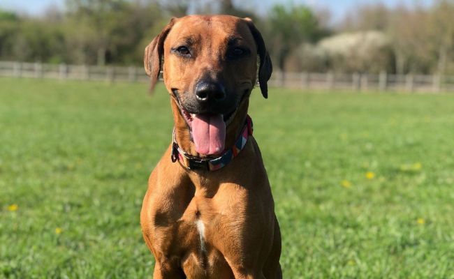 Czy Rhodesian Ridgebacki są hipoalergiczne?