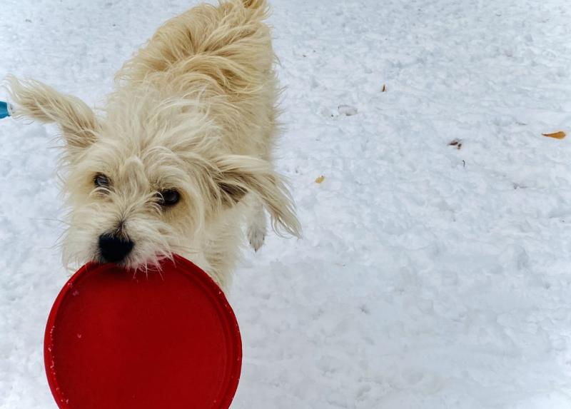 8. Chuckit! Paraflight Flyer Dog Frisbee Toy