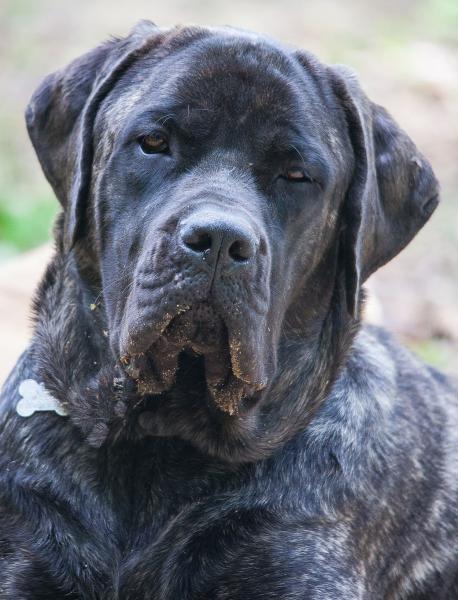 Cane Corso Tibetan Mastiff Mix: Przewodnik, zdjęcia, pielęgnacja i więcej