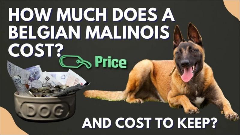 Ile kosztuje malinois belgijski miesięcznie?