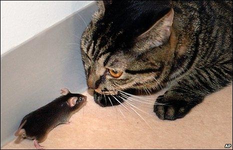 Dlaczego koty łapią myszy?