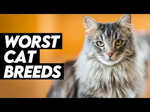 10 najgorszych ras kotów dla początkujących właścicieli: Zdjęcia, fakty i nie tylko