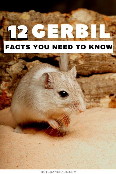 15 faktów o gerbilach