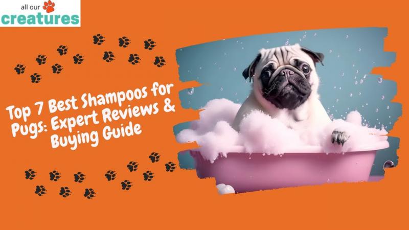11 najlepszych szamponów dla mopsów w 2024 roku - recenzje i najlepsze propozycje