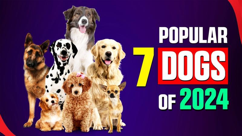 10 najpopularniejszych ras psów w New Jersey