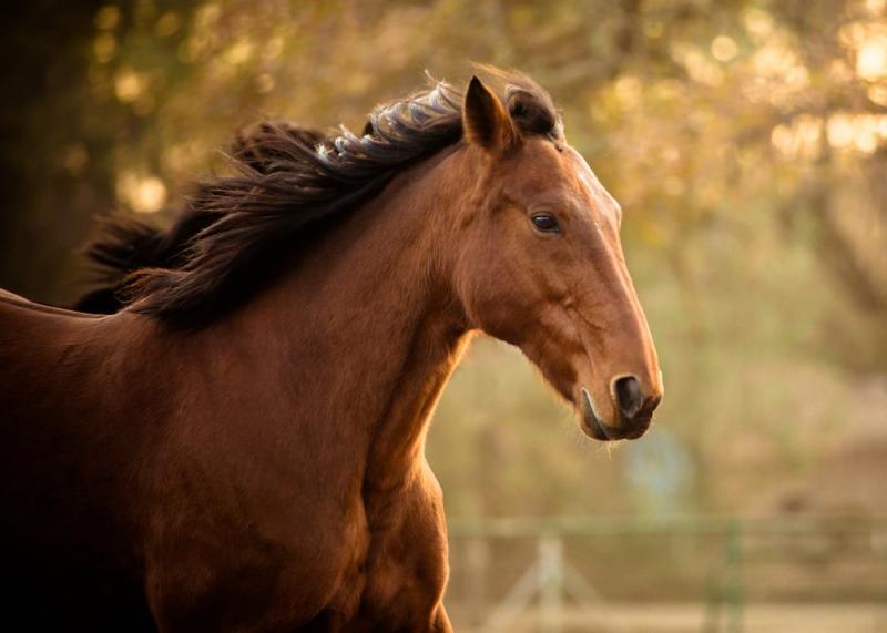 4. Appaloosa