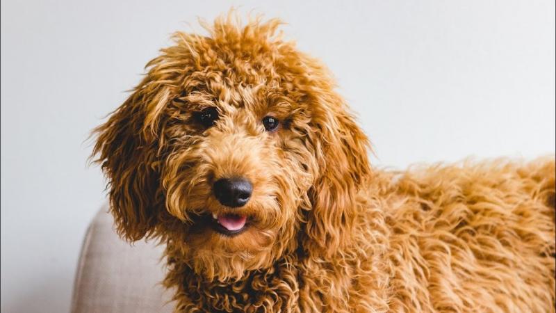 6 wad posiadania Goldendoodle'a