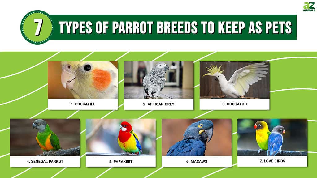 12 najlepszych gatunków ptaków domowych: Przegląd (ze zdjęciami)