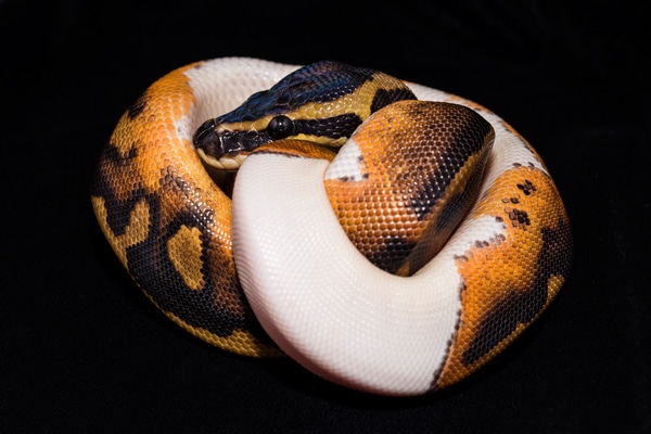 1. Acid Ball Python Morph