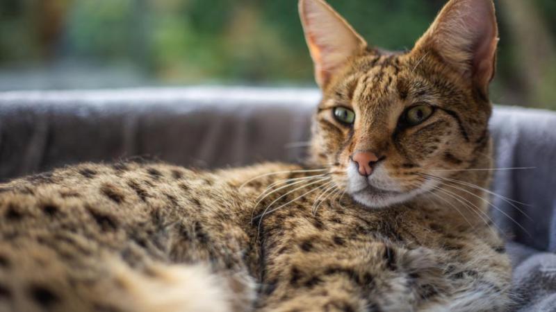 Jak długo żyją koty savannah? Średnia długość życia, dane i przewodnik opieki