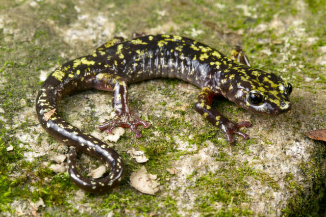 16 salamander znalezionych w Karolinie Południowej (ze zdjęciami)