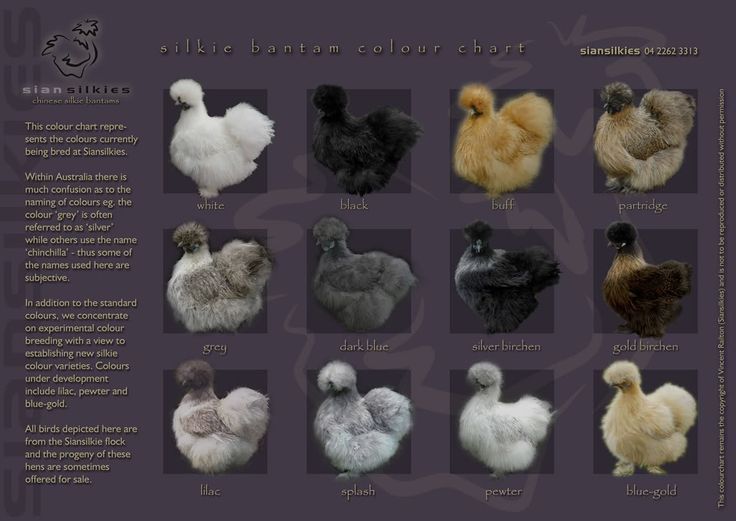 10 kolorów kurczaków Silkie: