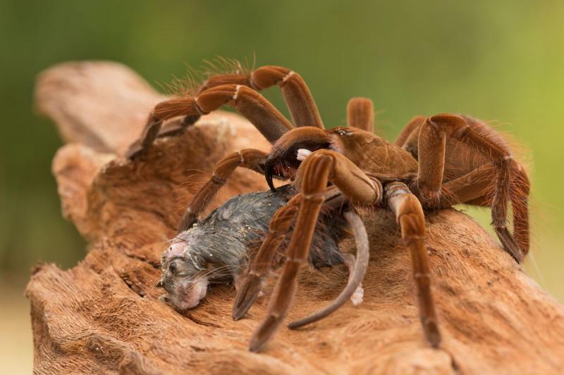 11 największych gatunków pająków na świecie (ze zdjęciami)