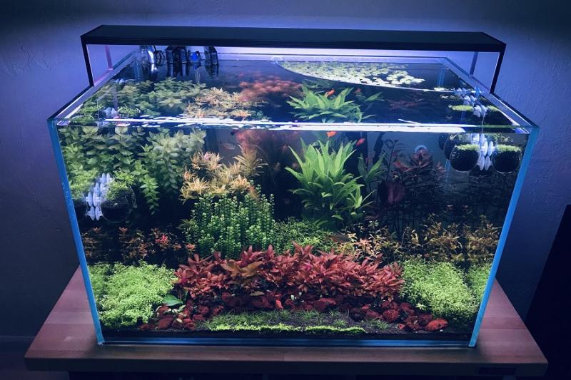 6 pływających roślin akwariowych dla początkujących akwarystów (2024 opinie)
