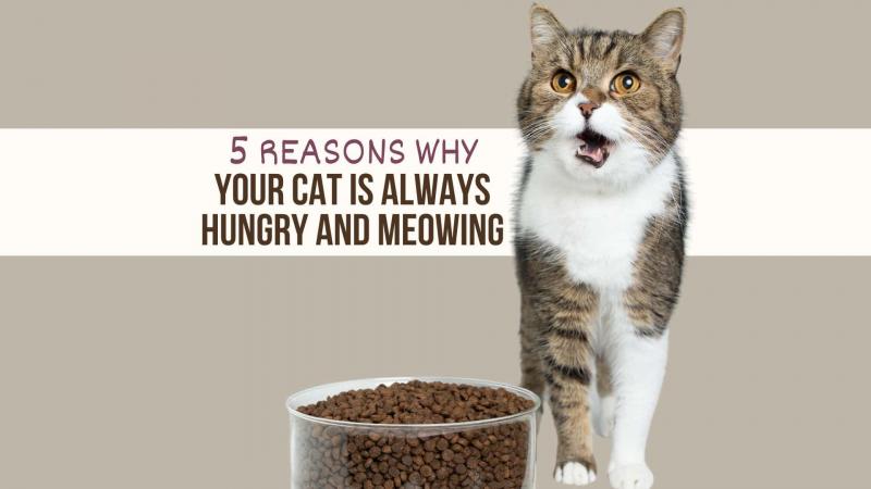7 powodów, dla których Twój kot jest zawsze głodny