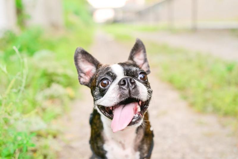 Powody, dla których Twój Boston Terrier może być agresywny