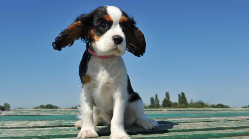 Czy Cavalier King Charles Spaniel może być szkolony do zaawansowanych sztuczek?