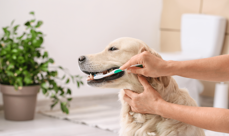4. Wyszczotkuj zęby psa