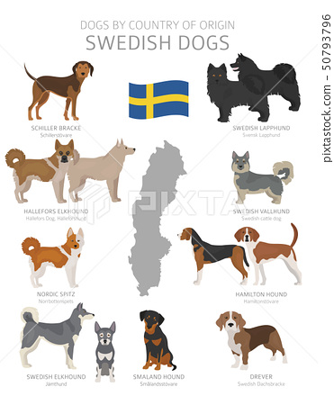 1. Elkhound norweski