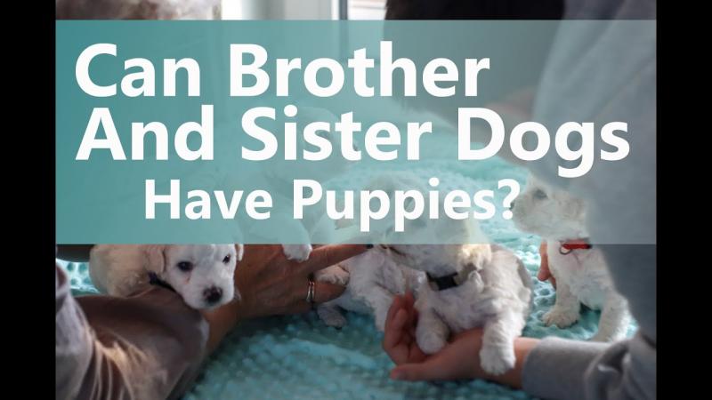 Dlaczego należy unikać rozmnażania psiego rodzeństwa?