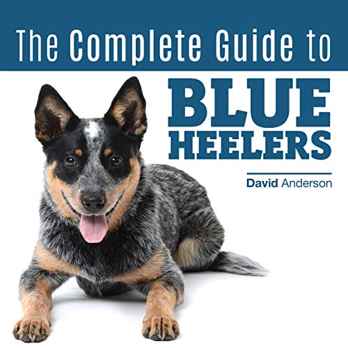 Przewodnik kupującego: Wybór najlepszej karmy dla psów rasy Blue Heeler