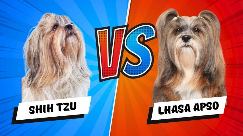 Lhasa Apso vs Shih Tzu: Różnice (ze zdjęciami)