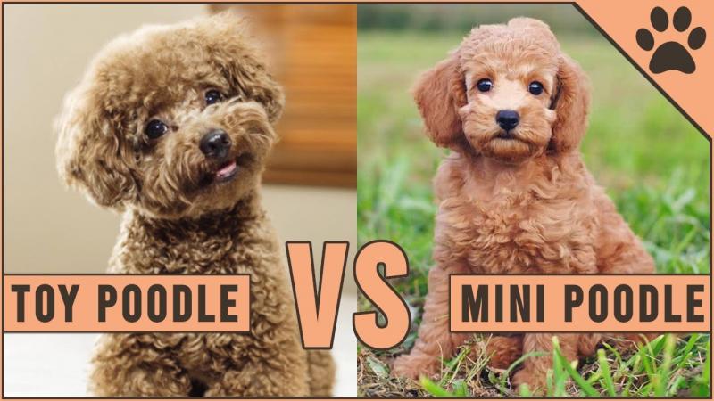 Maltipoo vs pudel toy: Różnice (ze zdjęciami)