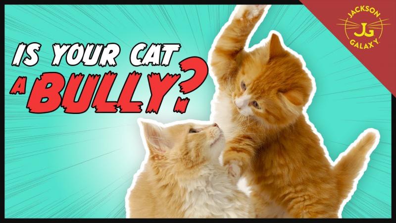 9 wskazówek, jak powstrzymać kota przed znęcaniem się nad innym kotem