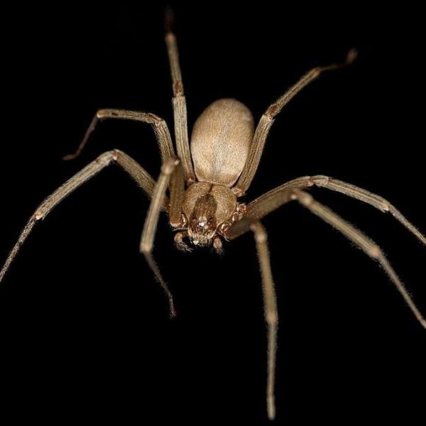 7 pająków występujących w Montanie