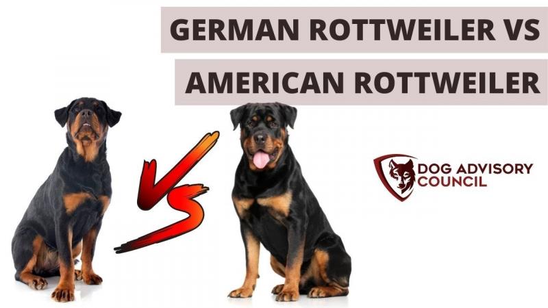 Rottweiler amerykański: