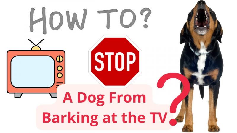 Jak powstrzymać psa przed szczekaniem na telewizor: 6 skutecznych wskazówek