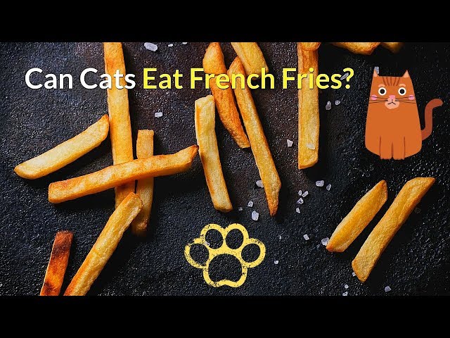 Czy koty mogą jeść frytki? Fakty żywieniowe sprawdzone przez weterynarza i często zadawane pytania