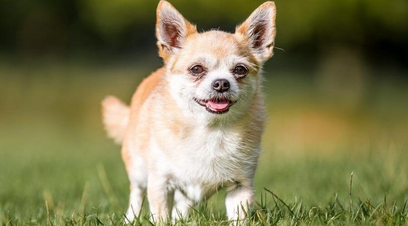 Chigi (mieszanka chihuahua i corgi): Kompletny przewodnik, zdjęcia, informacje, opieka i więcej!