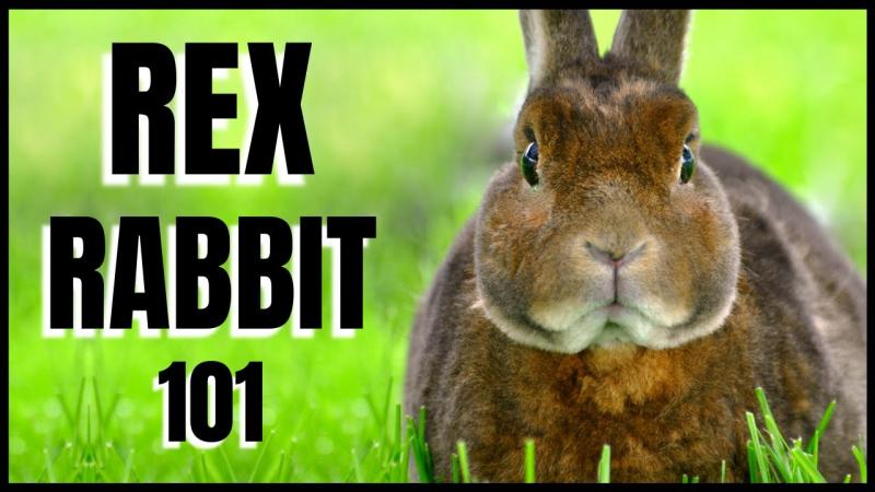 19 kolorów i wzorów królików rasy Rex (ze zdjęciami)