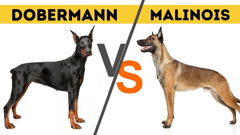 Przegląd belgijskich malinois 