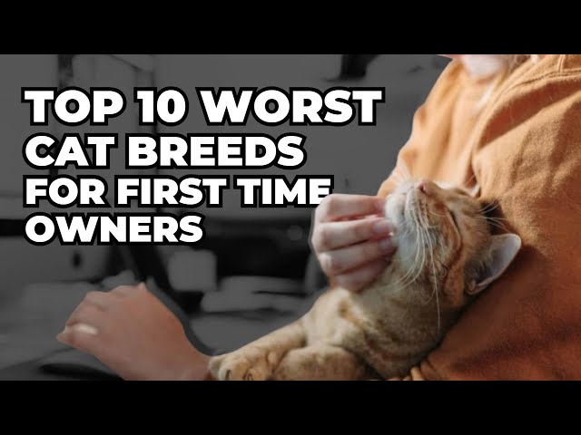 10 najgorszych ras kotów dla początkujących właścicieli
