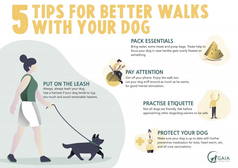 Jak chronić psa podczas spacerów: 12 porad i wskazówek zatwierdzonych przez weterynarza