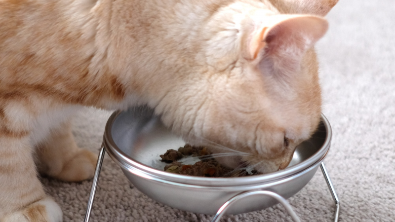 Gdzie umieścić miski z jedzeniem i wodą dla mojego kota? 5 mądrych wyborów