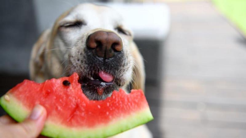 Czy psy mogą jeść maliny? Fakty sprawdzone przez weterynarza & FAQ