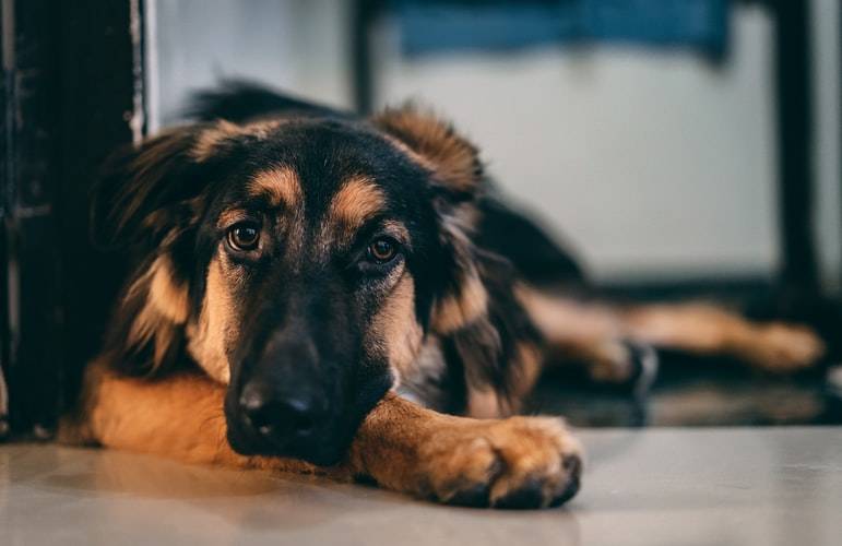 Charakterystyka mieszanki owczarka niemieckiego i rottweilera