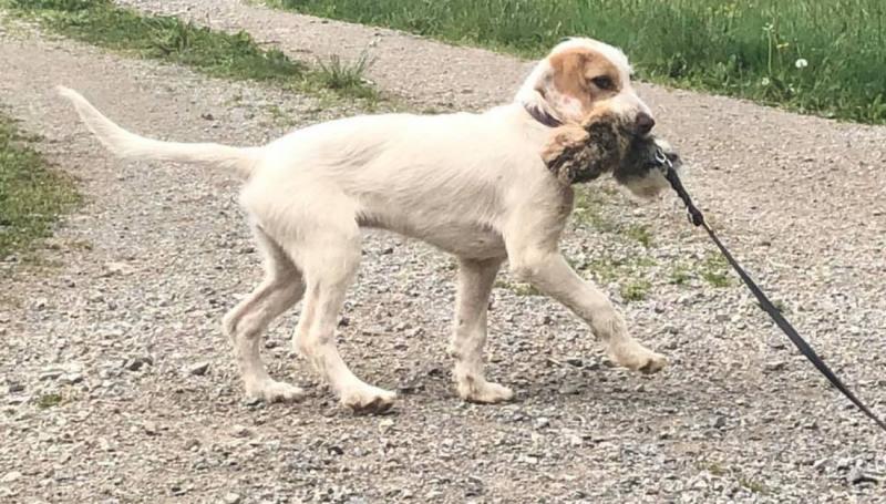 Pies rasy istryjski gończy grubowłosy: zdjęcia, informacje, pielęgnacja i więcej