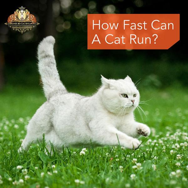 The 4 Factors That Determine a Cat's Speed