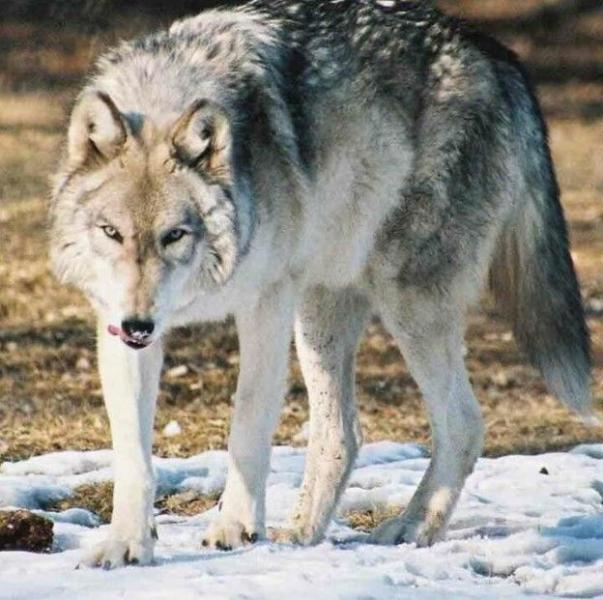 6 największych wilków na świecie (ze zdjęciami)