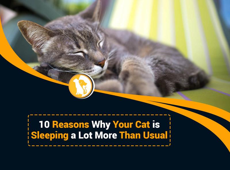 11 powodów, dla których Twój kot nagle się na Tobie kładzie