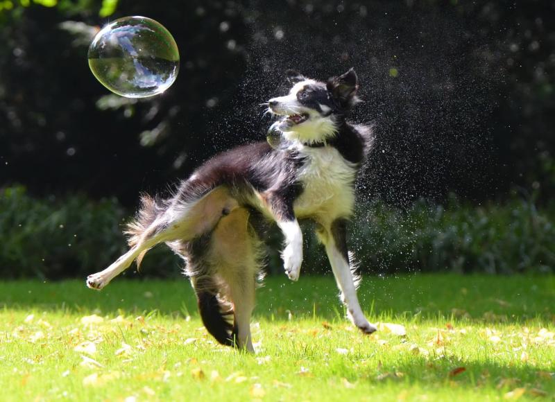 Rodzaje usług, które mogą świadczyć border collie