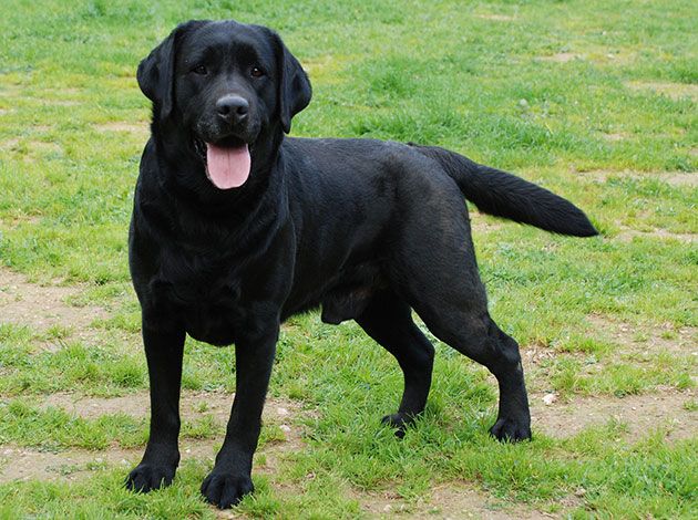 Temperament i inteligencja labradora