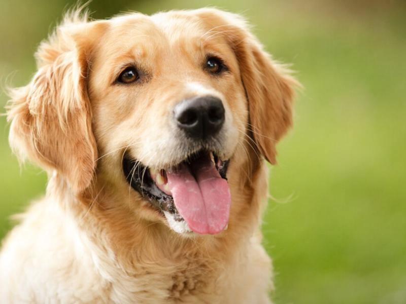 10 popularnych mieszanek golden retrieverów (ze zdjęciami)