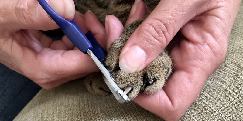 Najlepszy sposób na przycinanie paznokci u kota
