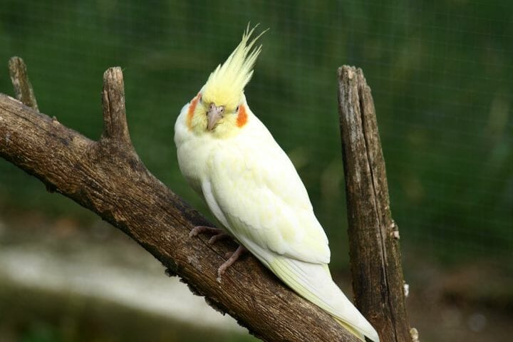 6 gatunków białych ptaków domowych (ze zdjęciami)