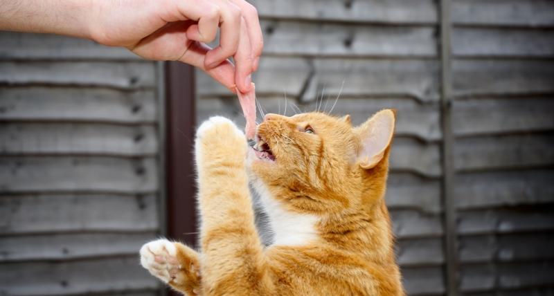 Jak bezpiecznie karmić kota sardynkami?